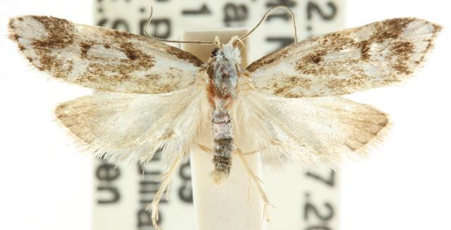 Cosmaresta niphias