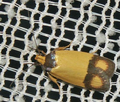 Plectobela ocellaris