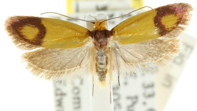 Plectobela ocellaris
