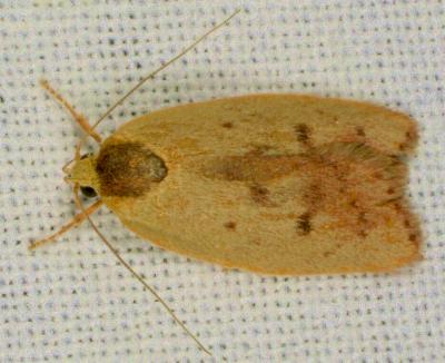 Heliocausta oecophorella