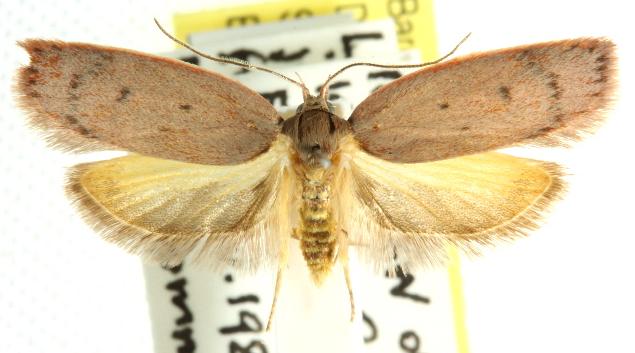 Heliocausta oecophorella