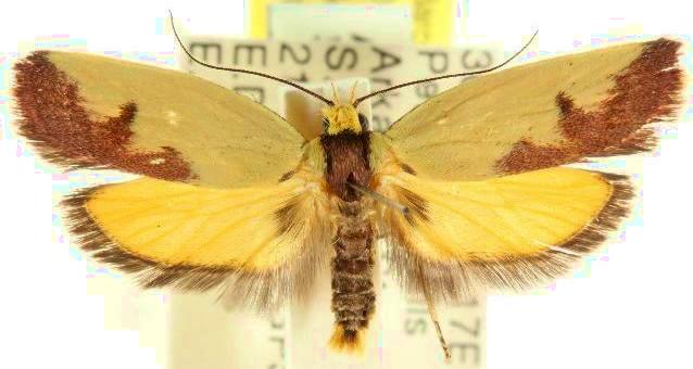 Heliocausta oecophorella
