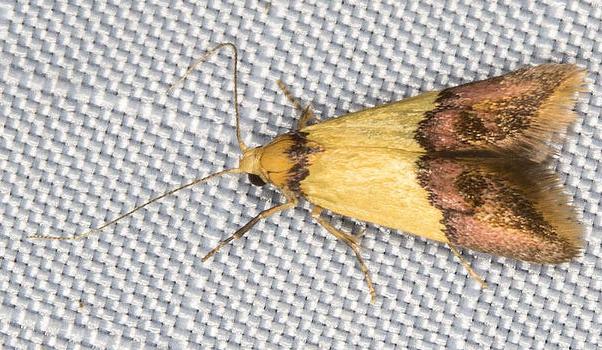 Hemibela oxyptera