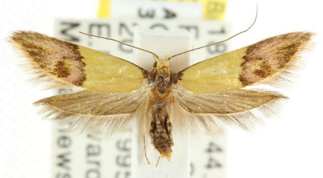 Hemibela oxyptera