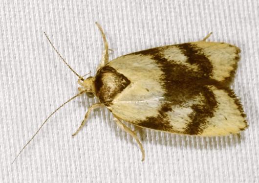 Garrha paraderces
