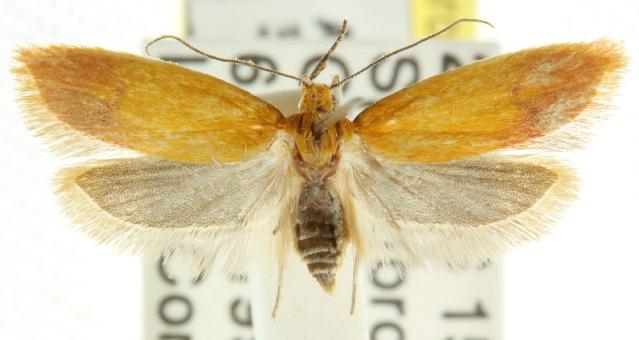 Heteroteucha parvula