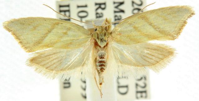 Lepidotarsa pentascia