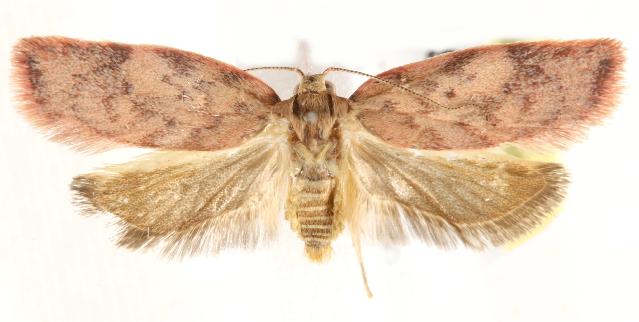 Garrha platyporphyra