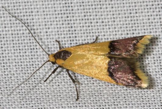 Hemibela platyxantha