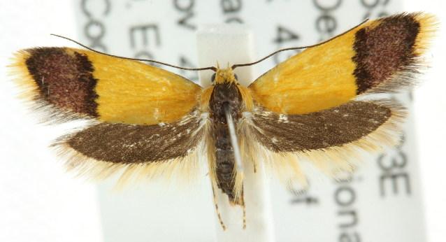 Hemibela platyxantha