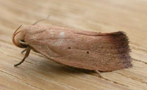 Acanthodela protophaes