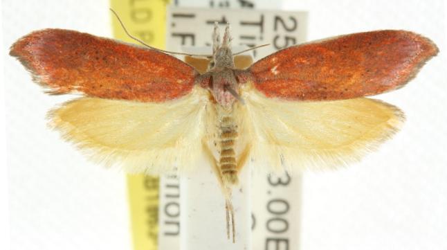Wingia psittacodes