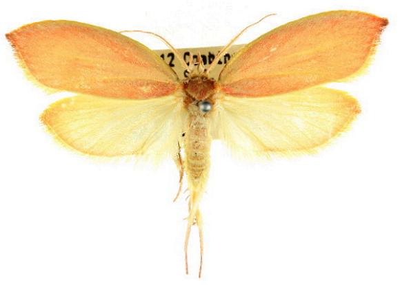 Wingia rectiorella