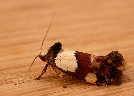 Placocosma resumptella