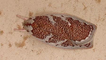 Euchaetis rhizobola