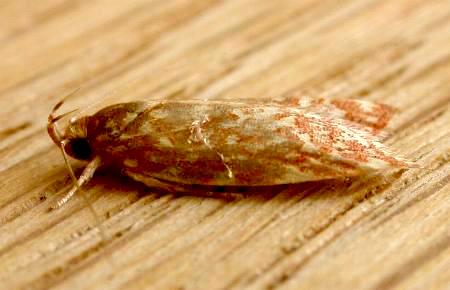 Syringoseca rhodoxantha