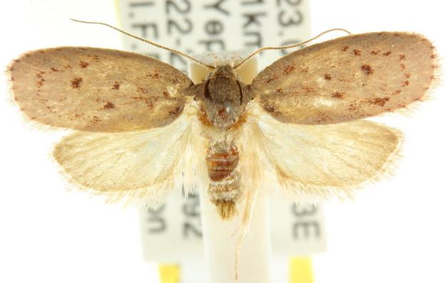 Garrha rubella