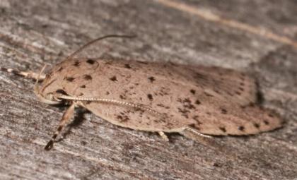 Stictochila sarcoptera