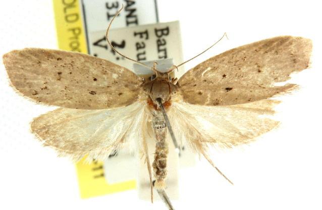 Stictochila sarcoptera