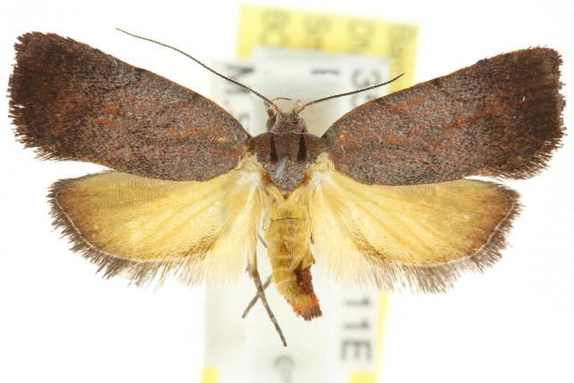 Tortricopsis semijunctella