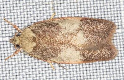Garrha sincerella
