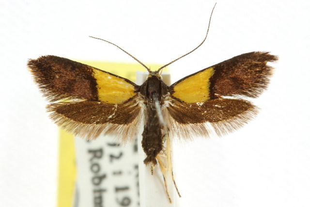 Hemibela thymodes
