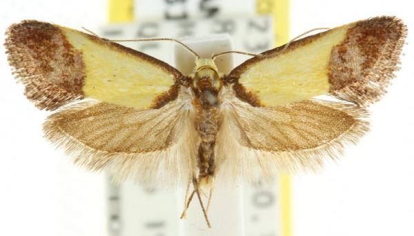 Crepidosceles timalphes