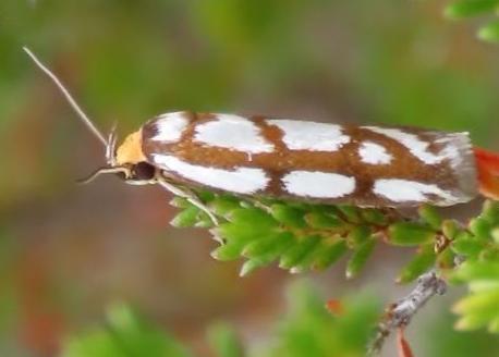 Myrascia trijugella