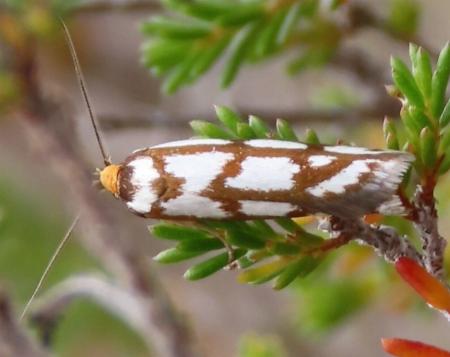 Myrascia trijugella