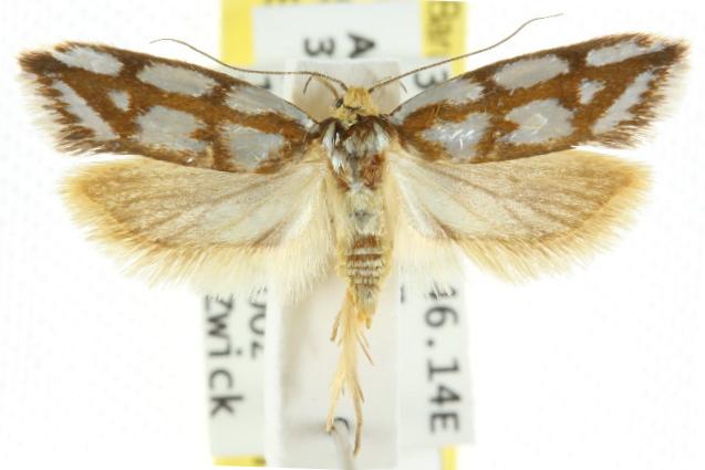 Myrascia trijugella