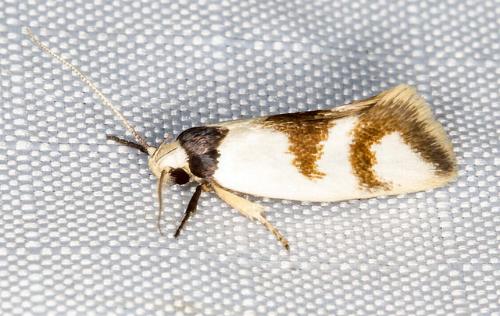 Antipterna trilicella