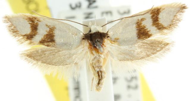 Antipterna trilicella