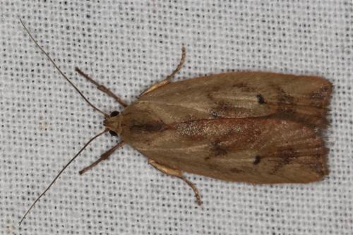 Cryptolechia triphaenatella