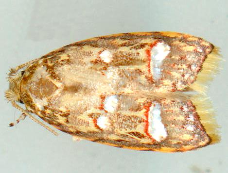 Lophopepla triselena