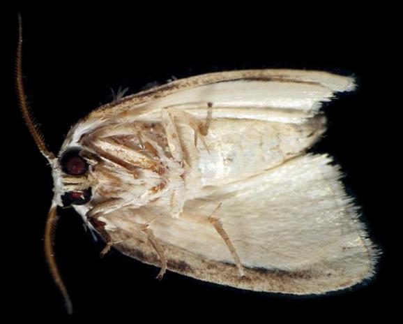 Niphopyralis chionesis