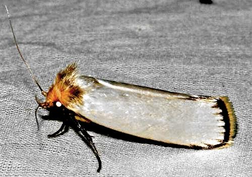 Cryptophasa argyrias