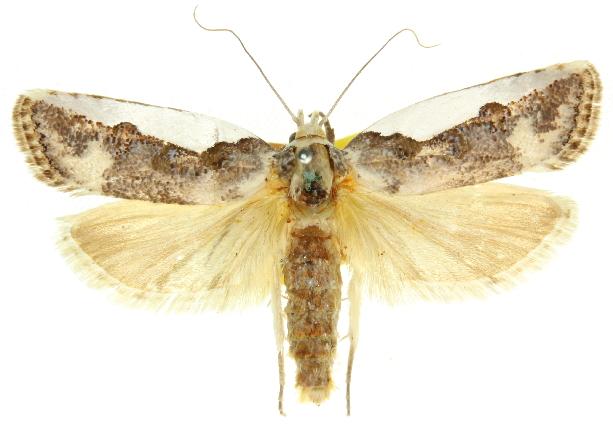 Cryptophasa argyrocolla