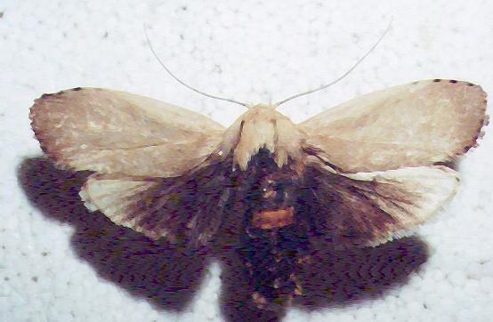 Cryptophasa balteata