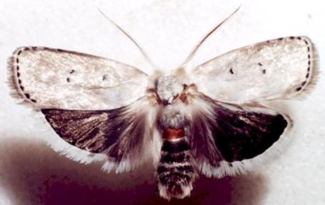 Cryptophasa balteata