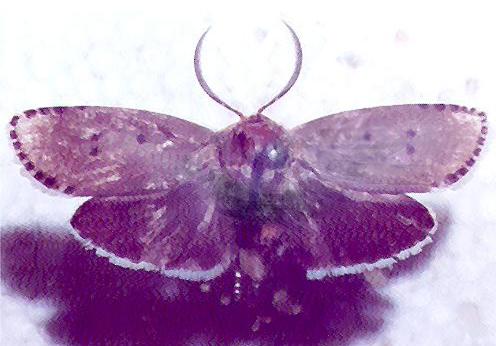 Cryptophasa balteata