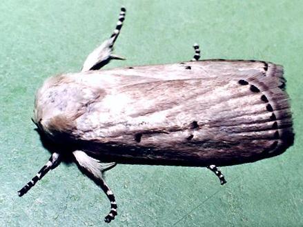 Cryptophasa balteata