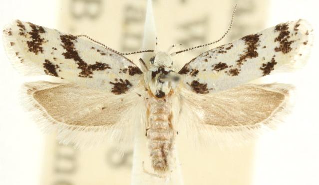 Lichenaula callispora