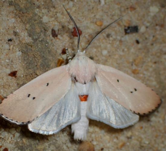 Cryptophasa catharia