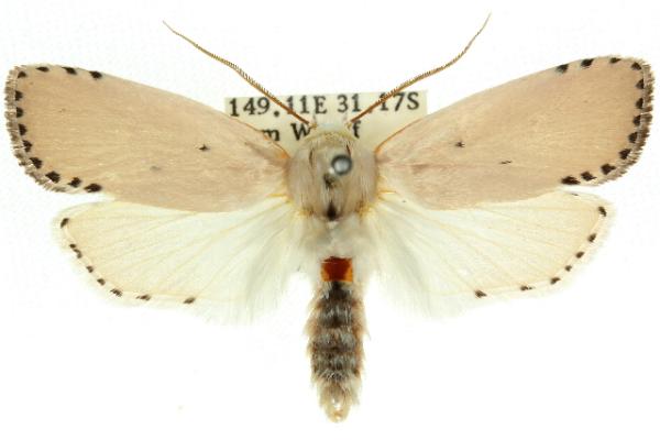 Cryptophasa catharia
