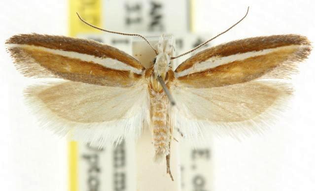 Copidoris dimorpha