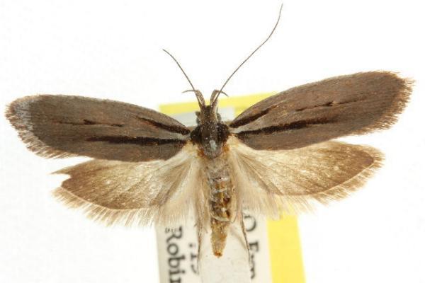 Bathydoxa euxesta