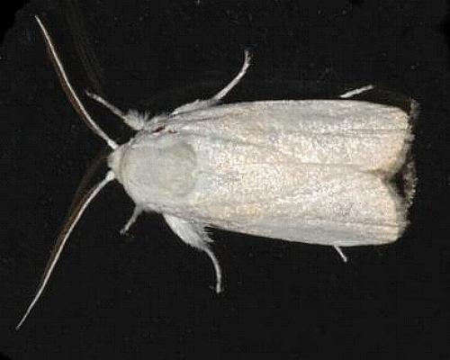 Cryptophasa gypsomera