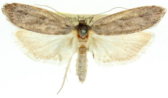 Eporycta hiracopis