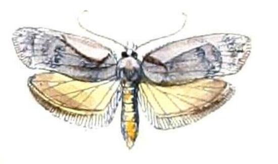 Gonioma hospita