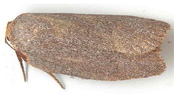 Uzucha humeralis